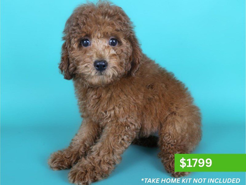 Miniature Poodle in Aldie, VA