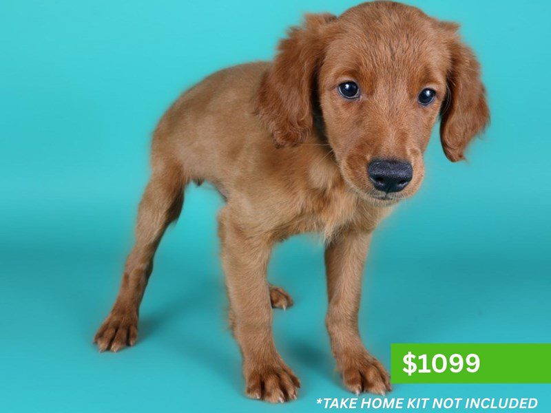 Miniature Goldendoodle in Fairfax, VA