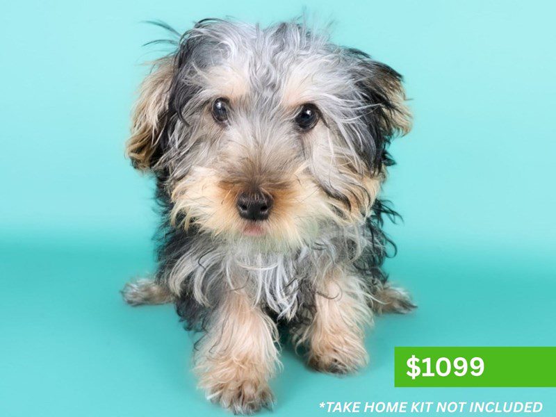 [#15156] Black & Tan Male Yorkiepoo Puppies For Sale #4