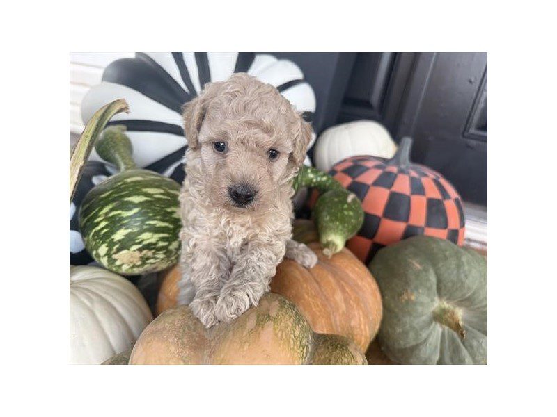[#15213] Cream Female Miniature Goldendoodle F1B Puppies For Sale #2