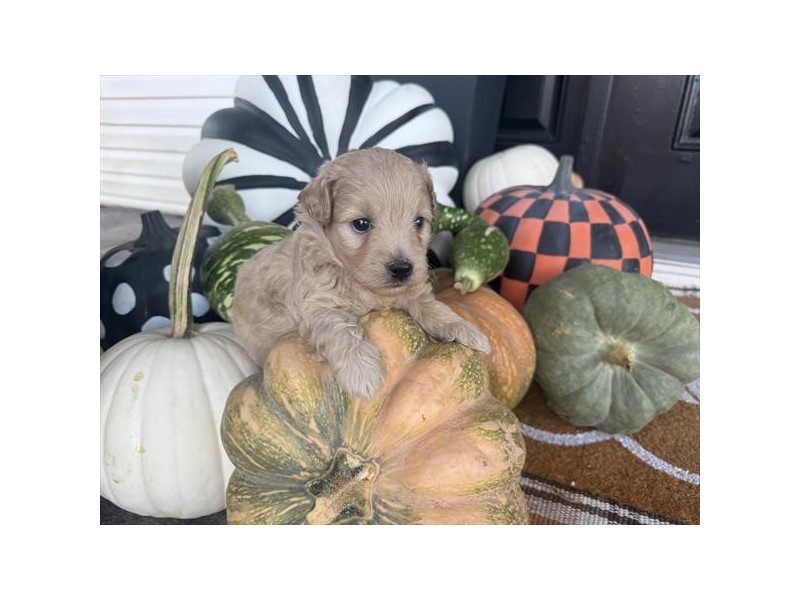 [#15214] Apricot Male Miniature Goldendoodle F1B Puppies For Sale #2