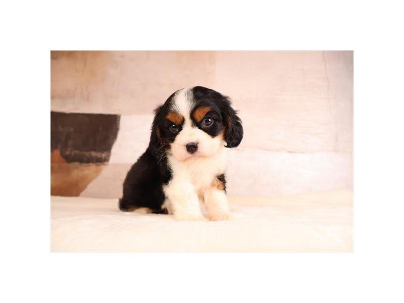 [#15215] Tri-Colored Male Cavalier King Charles Spaniel Puppies For Sale #2
