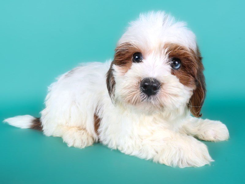 [#15203] White Male Cavapoo F1B Puppies For Sale #3
