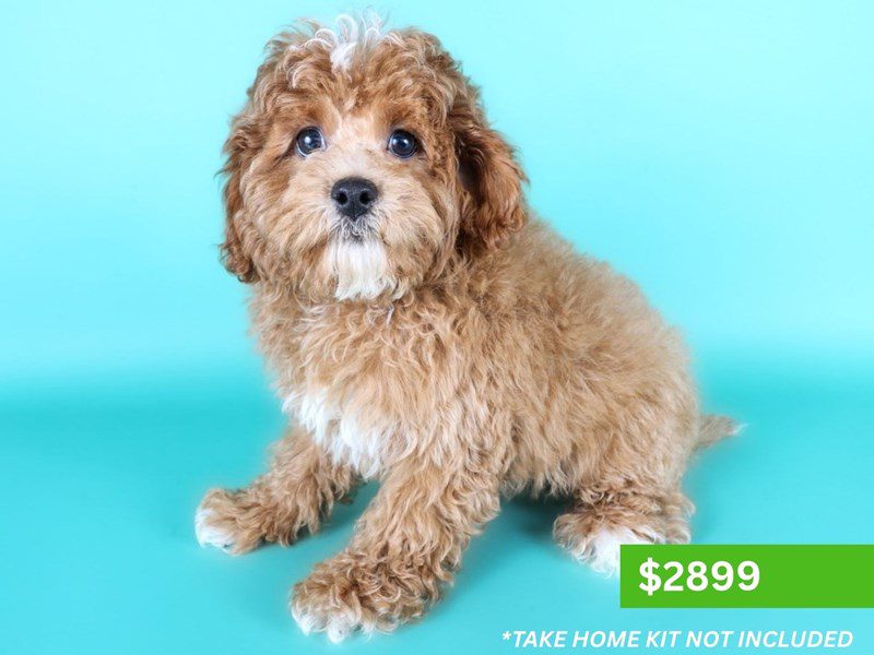 Cavapoo in Fairfax, VA