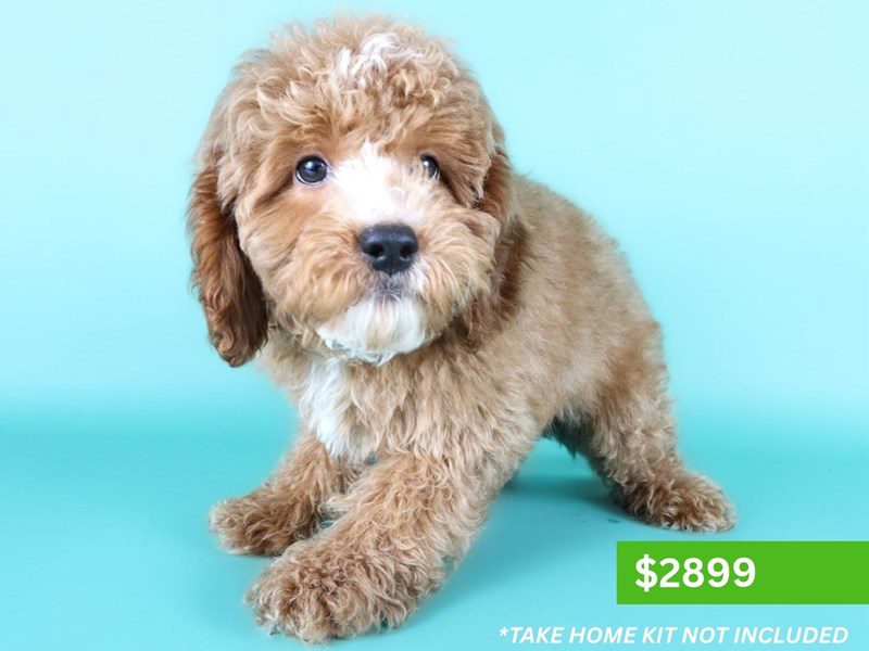 Cavapoo in Aldie, VA