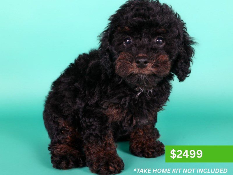 Micro Mini Bernadoodle-Dog-Female-Black / Tan-5139932-XO PUPS