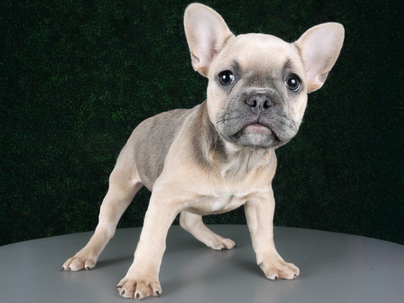 [#15216] Blue Fawn Female French Bulldog Puppies For Sale #3