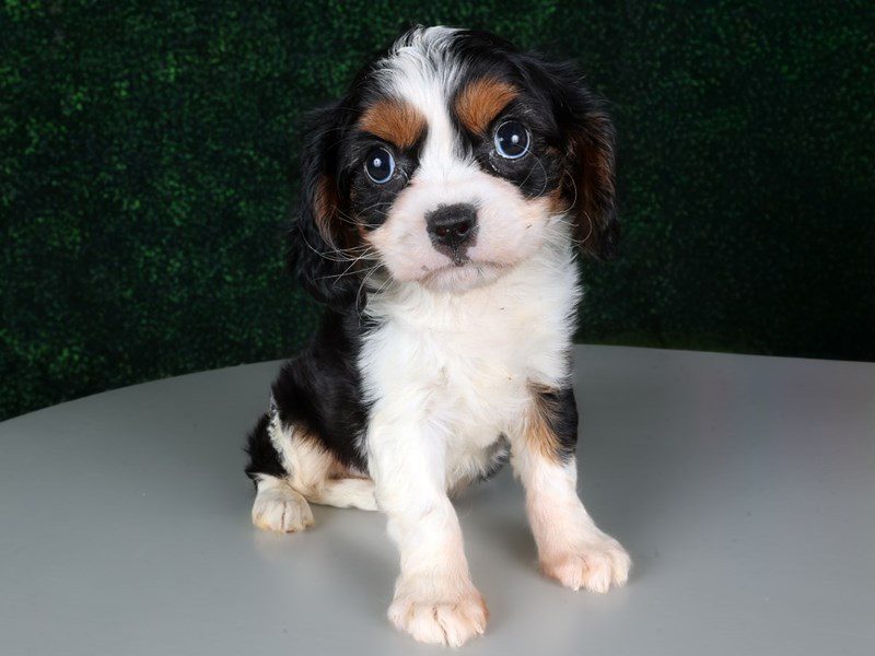 [#15215] Tri-Colored Male Cavalier King Charles Spaniel Puppies For Sale #3