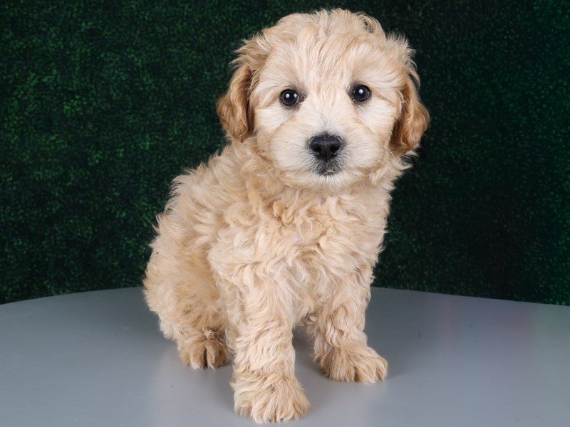 Miniature Goldendoodle in Ashburn, VA