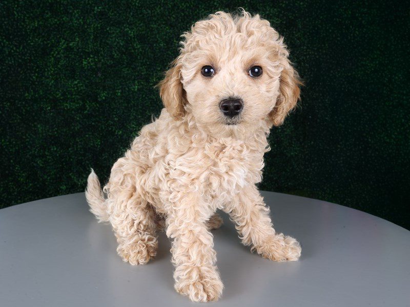 [#15213] Cream Female Miniature Goldendoodle F1B Puppies For Sale #3