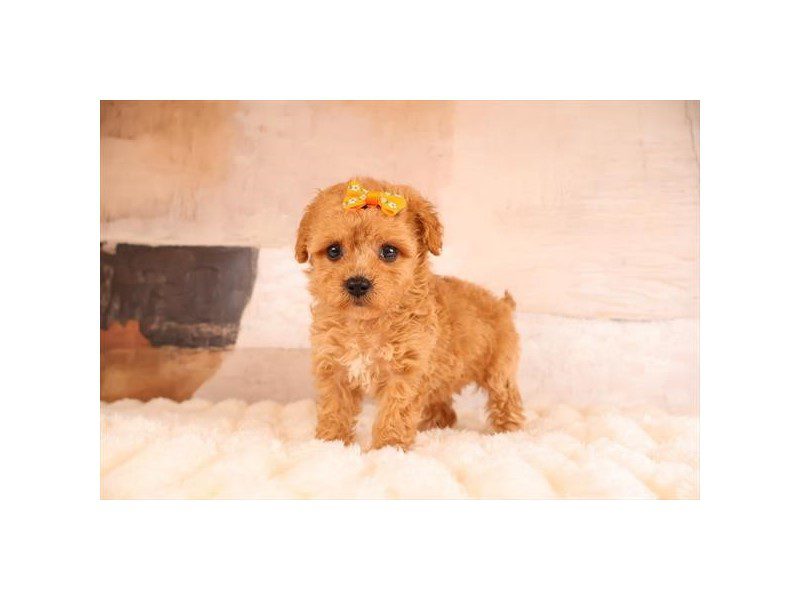 [#15217] Apricot Female Maltipoo Puppies For Sale #2