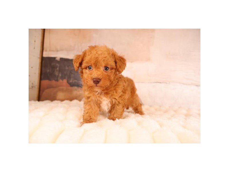 [#15218] Apricot Male Maltipoo Puppies For Sale #2
