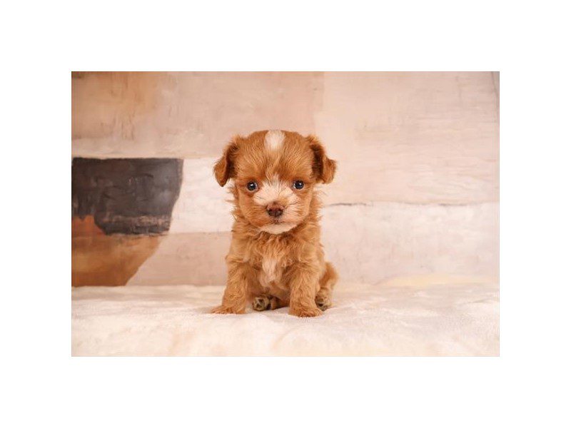 [#15219] Apricot Male Maltipoo Puppies For Sale #2