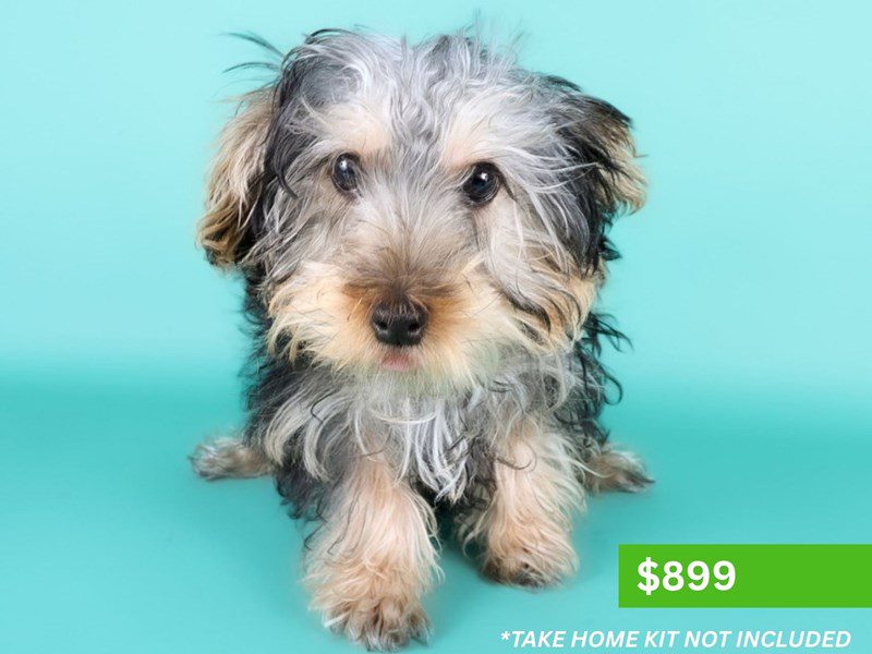Yorkiepoo in Leesburg, VA