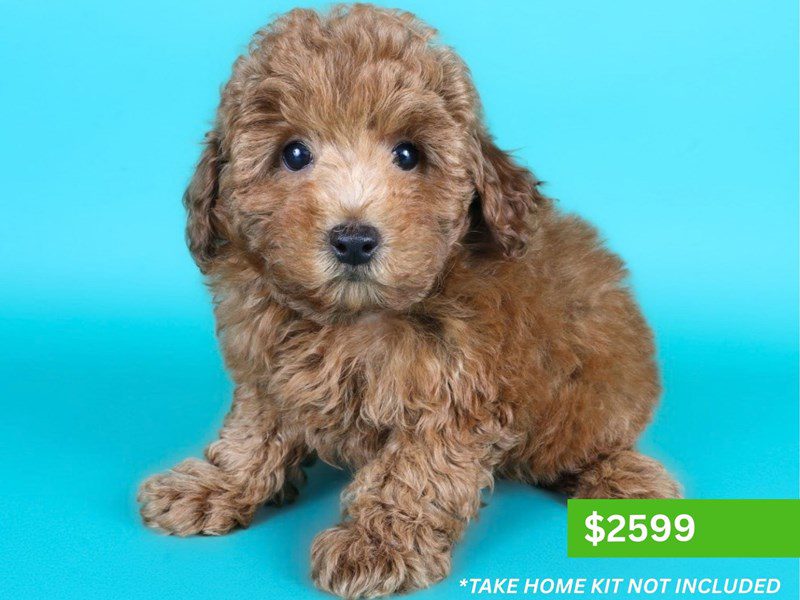 Miniature Poodle-Dog-Male-Red-5137183-XO PUPS