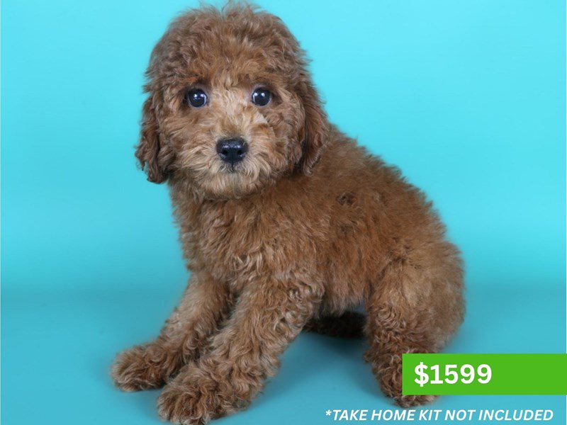 Miniature Poodle-Dog-Female-Red-5132769-XO PUPS