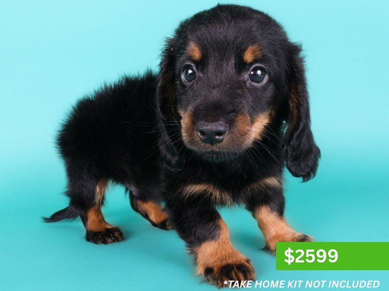 [#15188] Black/Tan Male Miniature Dachshund Puppies For Sale #3