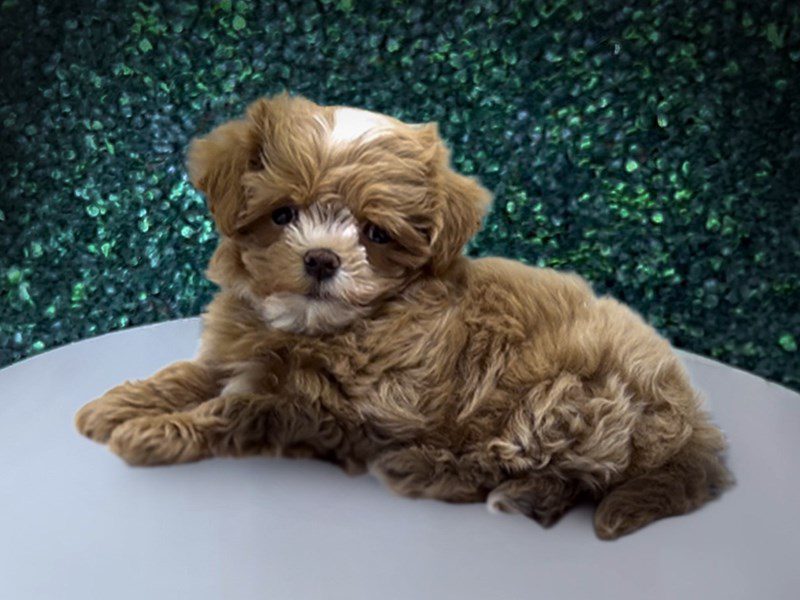 Maltipoo in Burke, VA