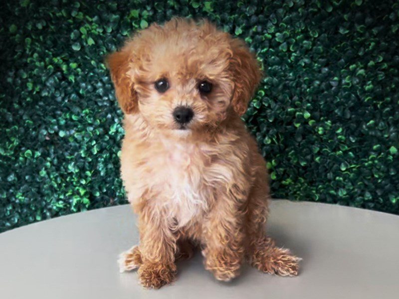 Maltipoo in Aldie, VA