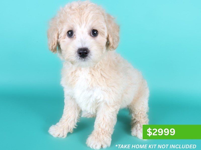 [#15211] Apricot Female Poochon Puppies For Sale #3