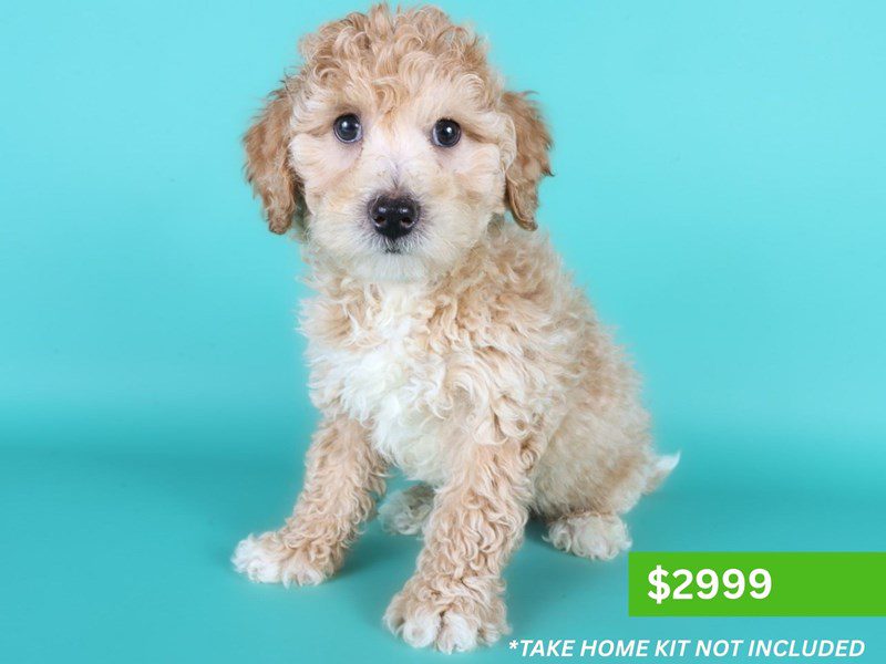 [#15208] Apricot Male Poochon Puppies For Sale #3