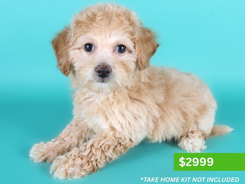 [#15209] Apricot Female Poochon Puppies For Sale #3