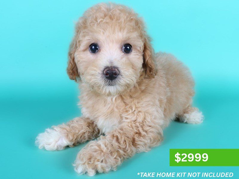 [#15210] Apricot Female Poochon Puppies For Sale #3