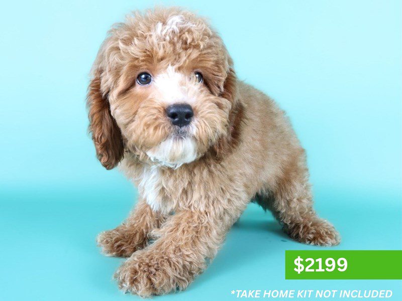 [#15193] Red Male Cavapoo F1B Puppies For Sale #4
