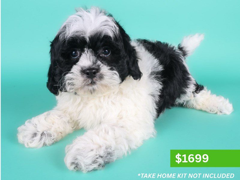Shihpoo in Herndon, VA
