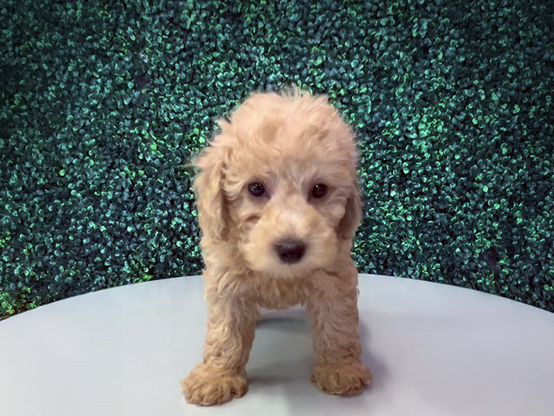 [#15227] Red Female Miniature Poodle Puppies For Sale #2