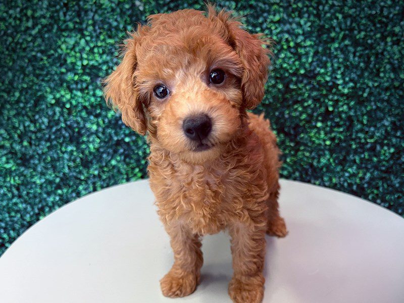 Miniature Poodle in Herndon, VA