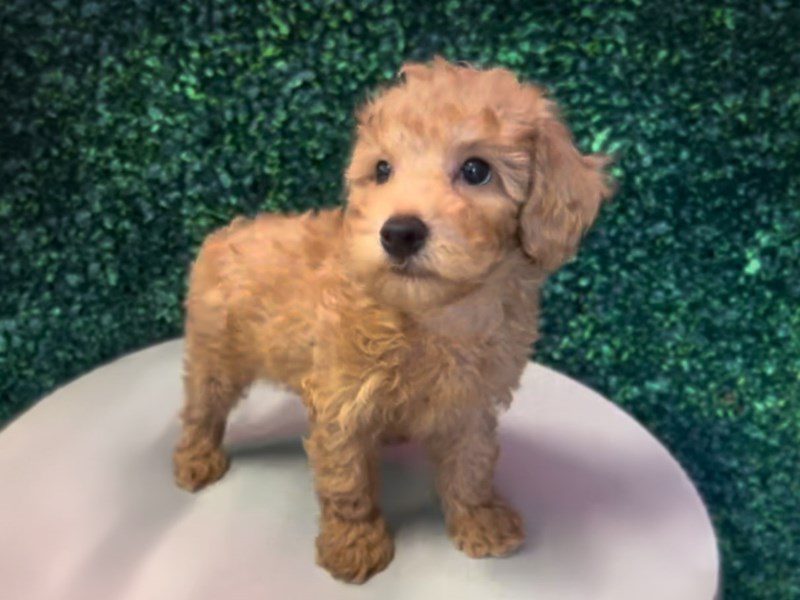 [#15229] Apricot Male Miniature Poodle Puppies For Sale #2