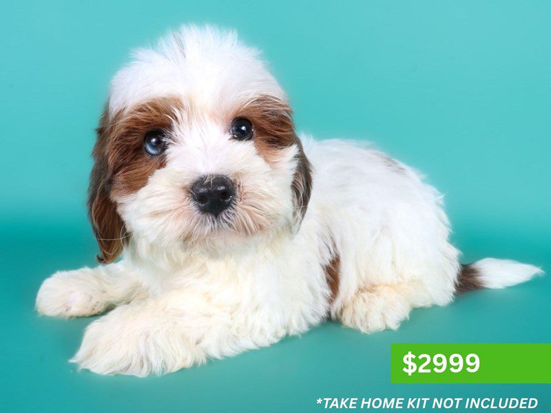 Cavapoo in Burke, VA