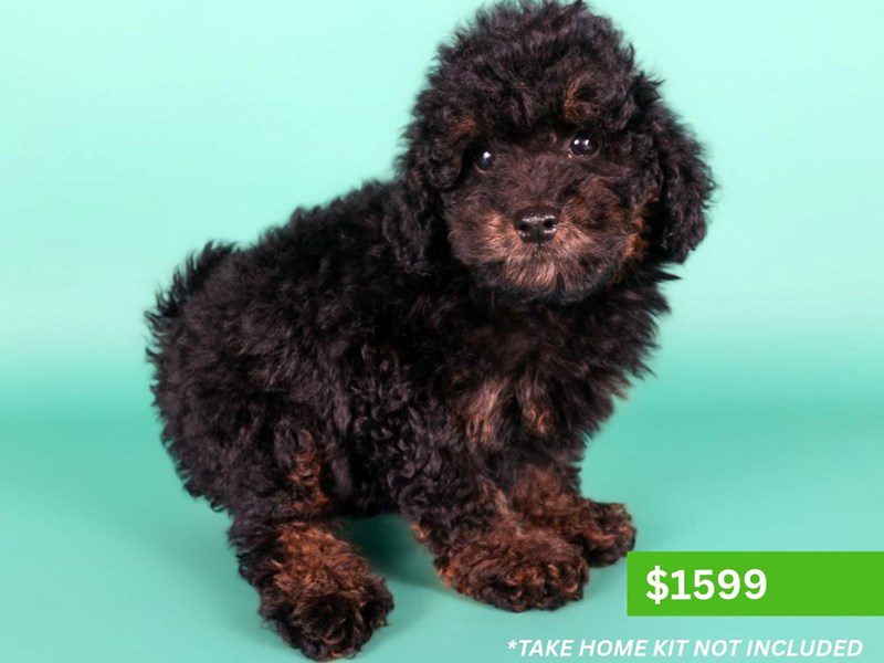 [#15198] Black / Tan Male Micro Mini Bernadoodle Puppies For Sale #4