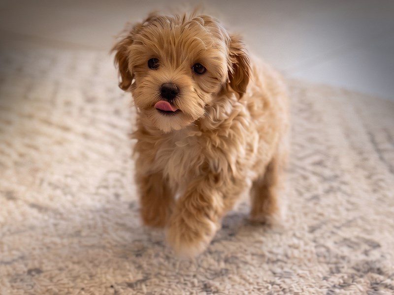 Maltipoo in Leesburg, VA