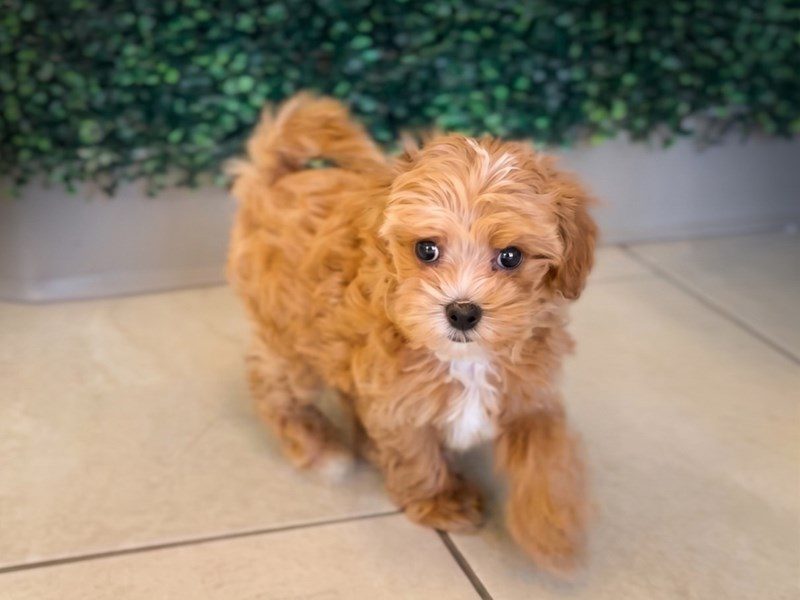 [#15235] Red Female Maltipoo Puppies For Sale #2