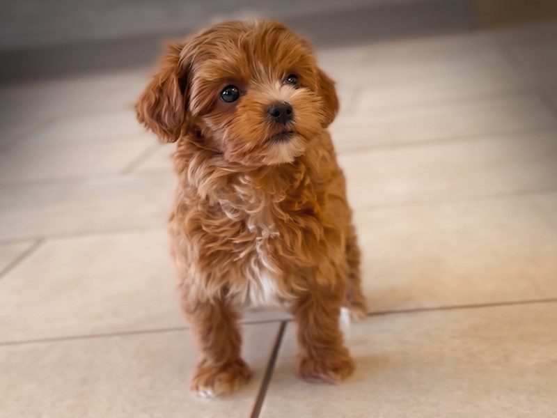 [#15236] Red Female Maltipoo Puppies For Sale #2