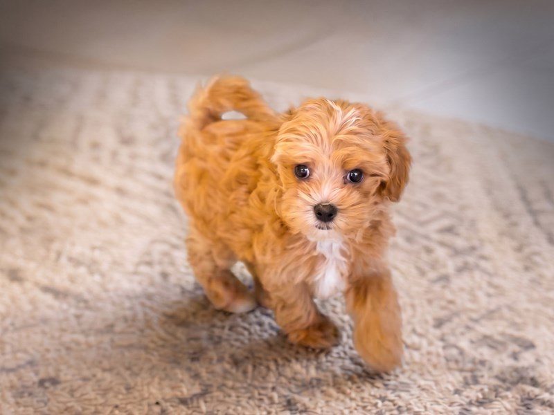 [#15235] Red Female Maltipoo Puppies For Sale #2