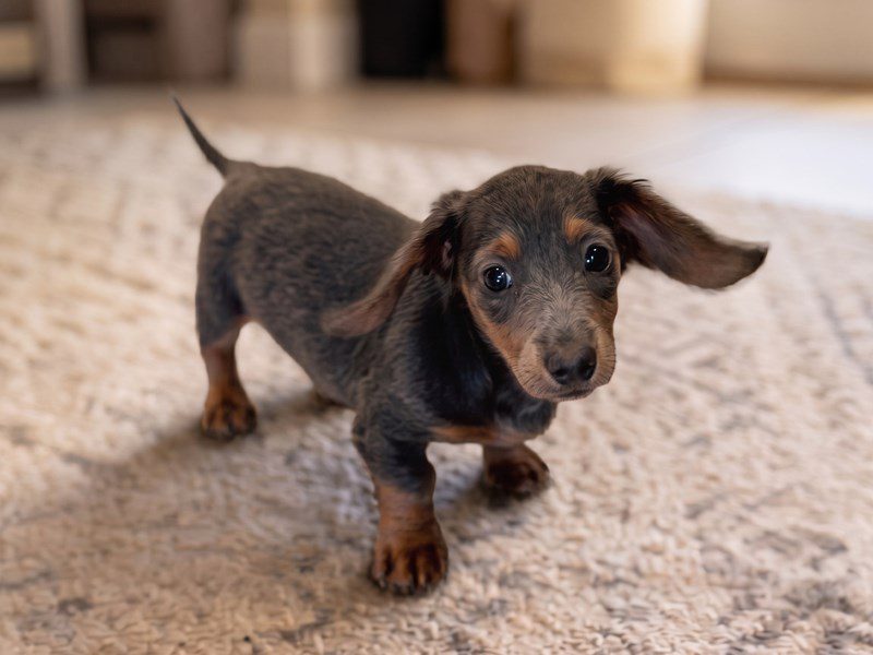 Miniature Dachshund in Leesburg, VA