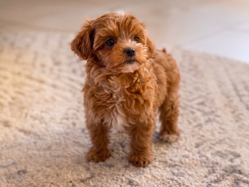 [#15236] Red Female Maltipoo Puppies For Sale #2