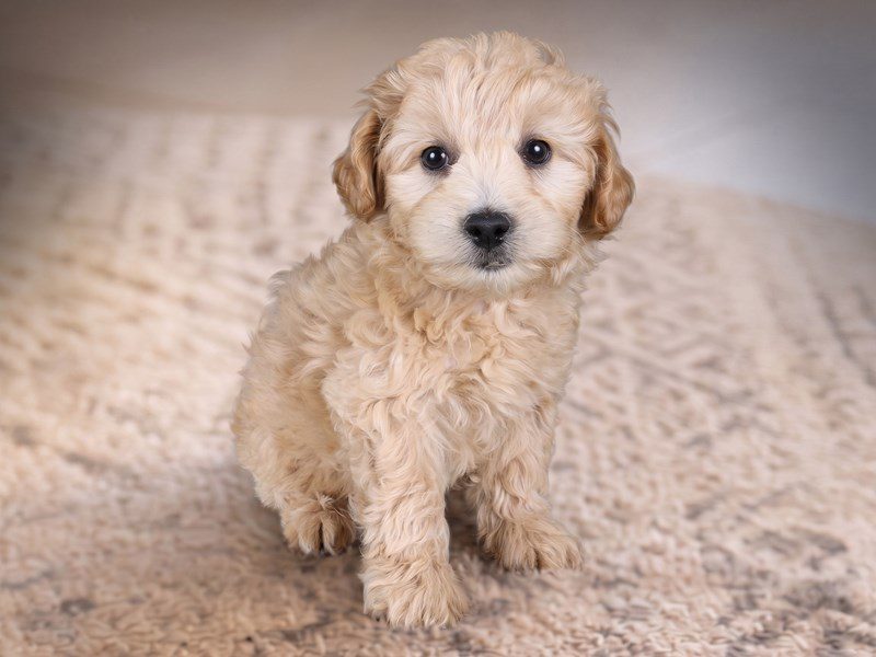 Miniature Goldendoodle in Ashburn, VA