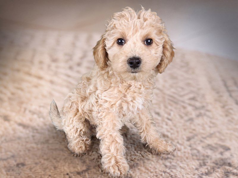 Miniature Goldendoodle in Leesburg, VA