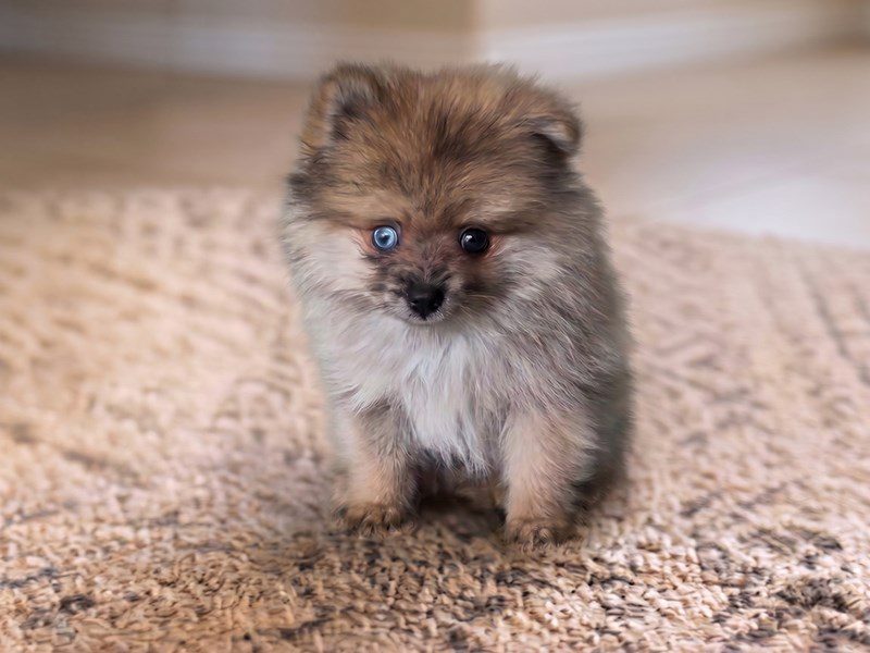 [#15220] Merle Male Pomeranian Puppies For Sale #2
