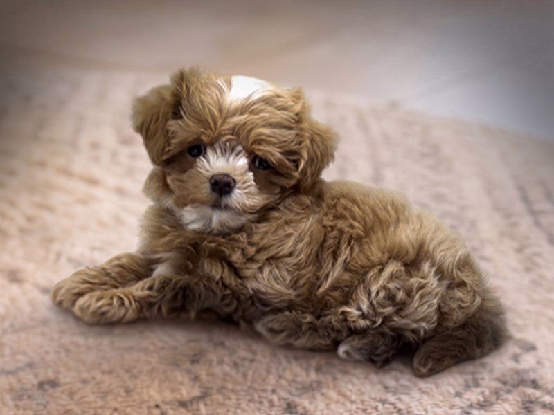 [#15219] Apricot Male Maltipoo Puppies For Sale #3