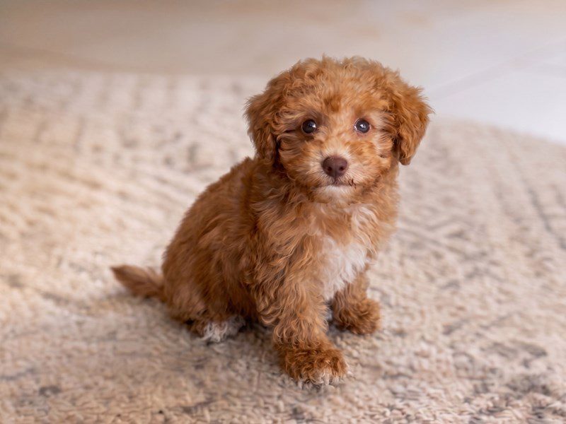 Maltipoo in Ashburn, VA