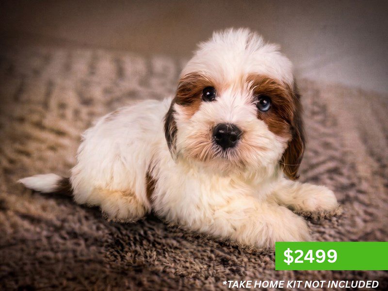 Cavapoo in Ashburn, VA