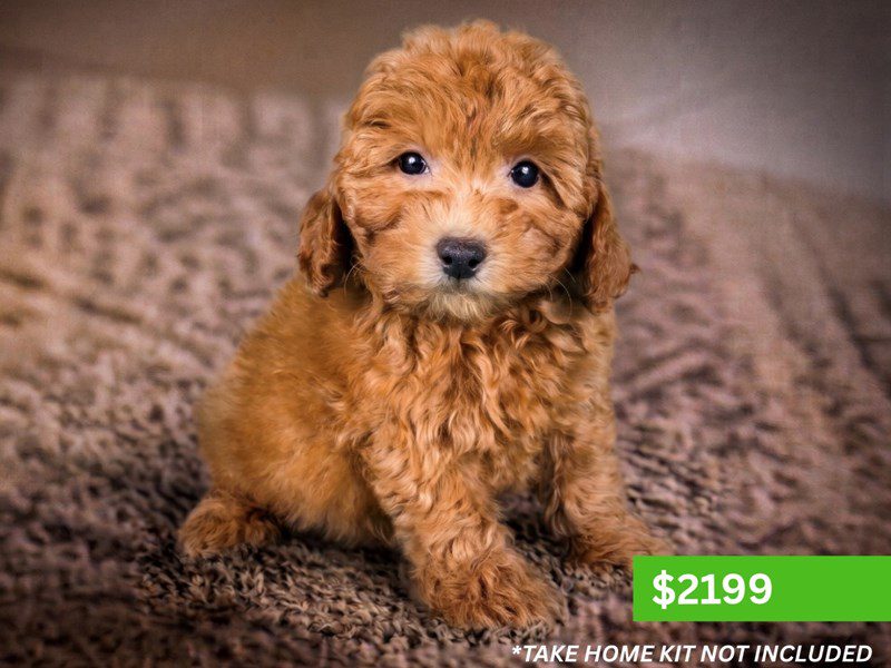 [#15182] Red Female Miniature Poodle Puppies For Sale #4