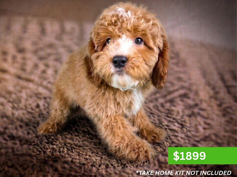 Cavapoo in Leesburg, VA