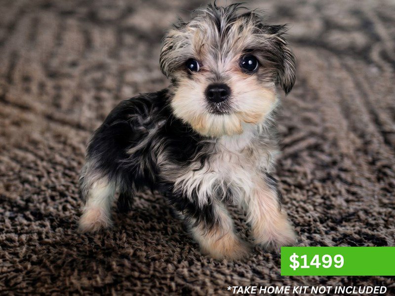 [#15179] Blue Merle Male Morkie Puppies For Sale #3