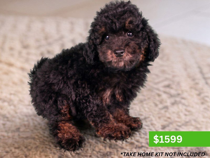 [#15198] Black / Tan Male Micro Mini Bernadoodle Puppies For Sale #5